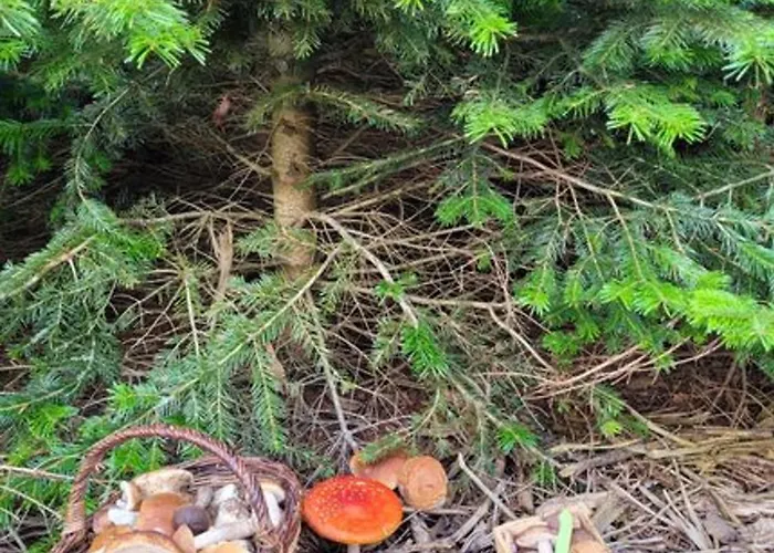 Ostsee Insel Misdroy *